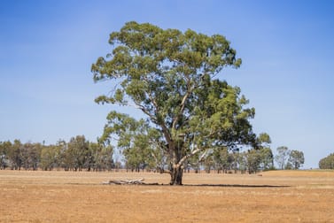 Click to view all images Combaning Road Temora NSW 2666 - Image 2