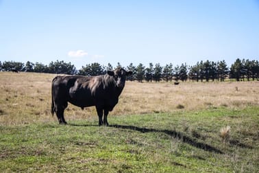 1790 Braidwood Road Tarago NSW 2580 - Image 3