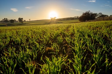 1629 Darby Falls Road Cowra NSW 2794 - Image 1