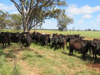 Warriston West Pine View Road Dubbo NSW 2830 - Image 2