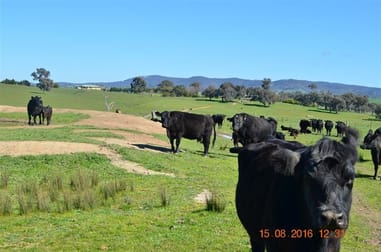 304 Brungle Road Tumut NSW 2720 - Image 1