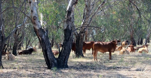 Narrandera NSW 2700 - Image 2