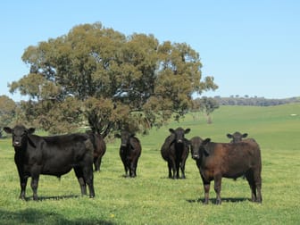 "Kilgowlah" Hume Highway Tarcutta NSW 2652 - Image 1