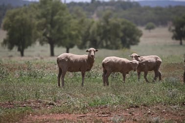 1 "Three Peaks" Condobolin NSW 2877 - Image 1