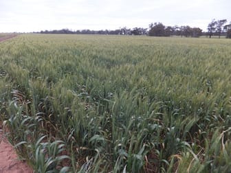 KELDIN+ ELEMAR CARRAWANDOOL BACK CREEK ROAD Forbes NSW 2871 - Image 2