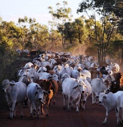 Mitchell QLD 4465 - Image 1