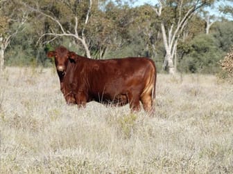 Click to view all images 43 Middle Mitchell - St George Rd Mitchell QLD 4465 - Image 1