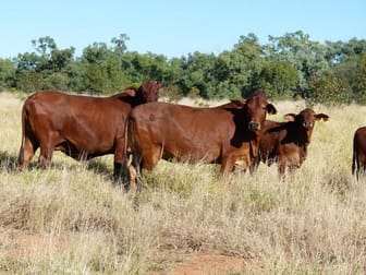 Bollon - Mitchell Road Bollon QLD 4488 - Image 1