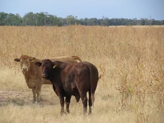 4771 ACRES WELL IMPROVED CATTLE PROPERTY Tara QLD 4421 - Image 1