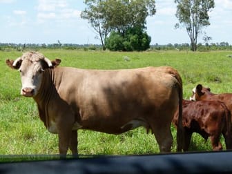 Click to view all images 1840 Unity Road St George QLD 4487 - Image 2