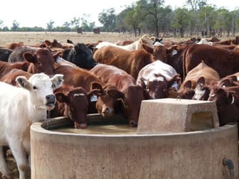 Click to view all images CAMPBELLS Carnarvon Highway Thallon QLD 4497 - Image 1