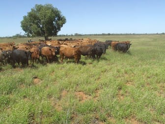 Click to view all images CAMPBELLS Carnarvon Highway Thallon QLD 4497 - Image 2