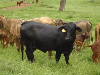 "Coglan"/3108 Limbri road Weabonga NSW 2340 - Image 1
