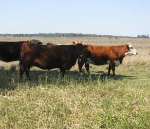 Click to view all images 3321 ACRES DEVELOPED GRAZING Hannaford QLD 4406 - Image 1