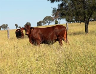 Click to view all images Roma QLD 4455 - Image 3