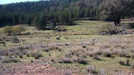 655 Monaghans Rd Manildra NSW 2865 - Image 3