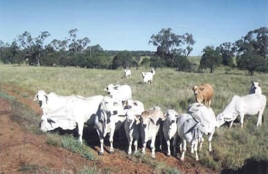 1272 ACRES Wallumbilla QLD 4428 - Image 1