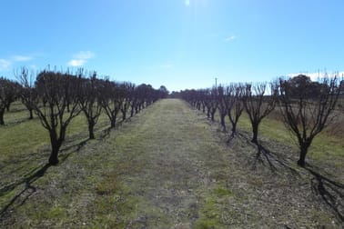2/ Pine Road Young NSW 2594 - Image 2
