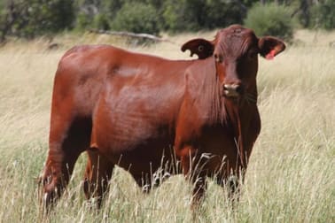 Click to view all images - Bindebango Bollon QLD 4488 - Image 3