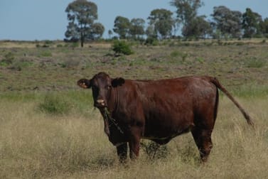 Click to view all images - Jellicoe Inglewood QLD 4387 - Image 1