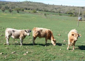 Click to view all images 1148 ACRES NORTH-WEST Bell QLD 4408 - Image 2