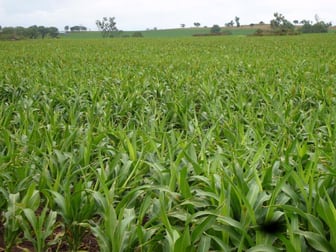 1880 acres, 20km north of Dalby QLD 4405 - Image 1