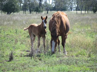 Click to view all images PRICE REDUCED - 100 ACRE BLOCKS, ONLY TWO BLOCK LEFT Dalby QLD 4405 - Image 2