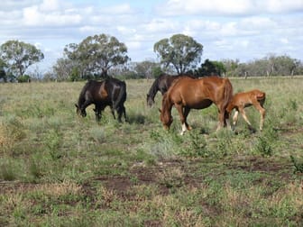 Click to view all images PRICE REDUCED - 100 ACRE BLOCKS, ONLY TWO BLOCK LEFT Dalby QLD 4405 - Image 3