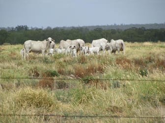 Click to view all images 1173 Acres Condamine River Grazing + Stud Herd Brigalow QLD 4412 - Image 1