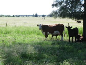 Click to view all images 6904 ACRES CATTLE PROPERTY Hannaford QLD 4406 - Image 3