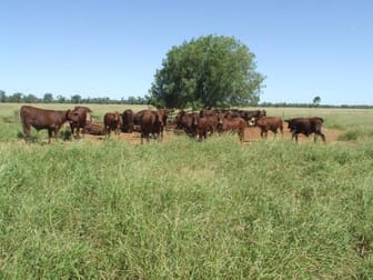 Click to view all images St George QLD 4487 - Image 1