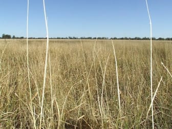 Southern Roma - Begonia Road Roma QLD 4455 - Image 1