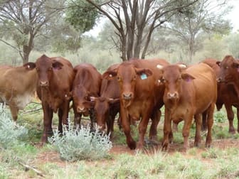 10 Gumahah Road Cunnamulla QLD 4490 - Image 2