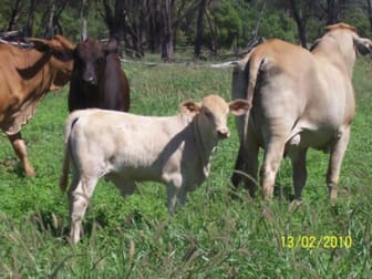 357 Homeboin - St George Rd Bollon QLD 4488 - Image 1