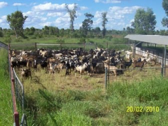 357 Homeboin - St George Rd Bollon QLD 4488 - Image 3