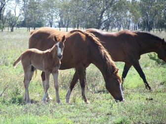 Click to view all images - PRICE REDUCED - Ideal Horse Property Dalby QLD 4405 - Image 1