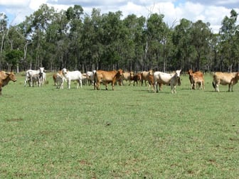 Click to view all images - CATTLE GRAZING Jandowae QLD 4410 - Image 3