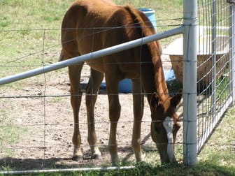 SECOND PRICE REDUCTION - LIVING WATERS, MOONIE HIGHWAY Dalby QLD 4405 - Image 2
