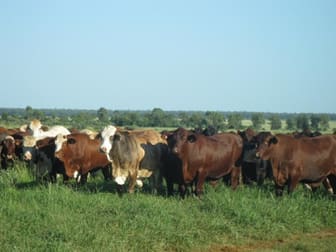 Click to view all images - SCOTTLAND DOWNS Goondiwindi QLD 4390 - Image 1