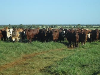 Click to view all images - SCOTTLAND DOWNS Goondiwindi QLD 4390 - Image 3