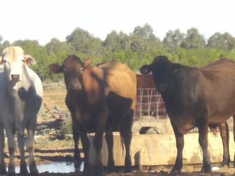 Bollon QLD 4488 - Image 3