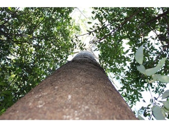 Lot 81&82 Baxters Ridge Road Gloucester NSW 2422 - Image 3