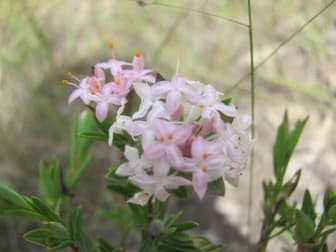 Lot 50 Matchbox Road Deepwater QLD 4674 - Image 2