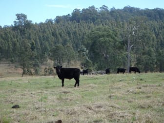 624 Tabulam Rd Lower Bottle Creek NSW 2469 - Image 2
