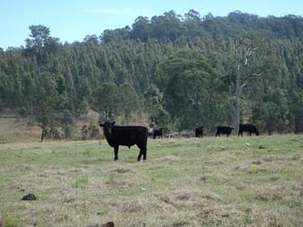 624 Tabulam Rd Lower Bottle Creek NSW 2469 - Image 2