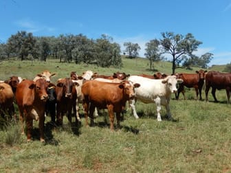 '' Emohta" Bingara NSW 2404 - Image 1