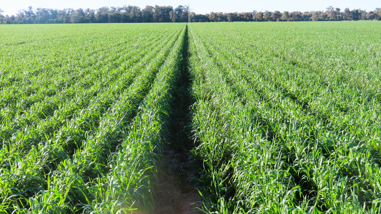 18833 Gore Highway Goondiwindi QLD 4390 - Image 3