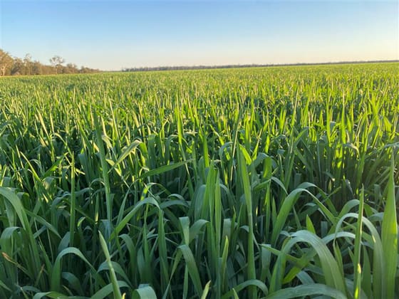 18833 Gore Highway Goondiwindi QLD 4390 - Image 5