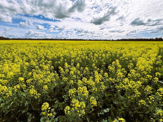 18833 Gore Highway Goondiwindi QLD 4390 - Image 4