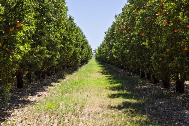 Rosemont & Talinga Park 11847 Kidman Way Hillston NSW 2675 - Image 4